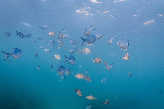 Guided Snorkel Experience, Advanced - What you might see underwater