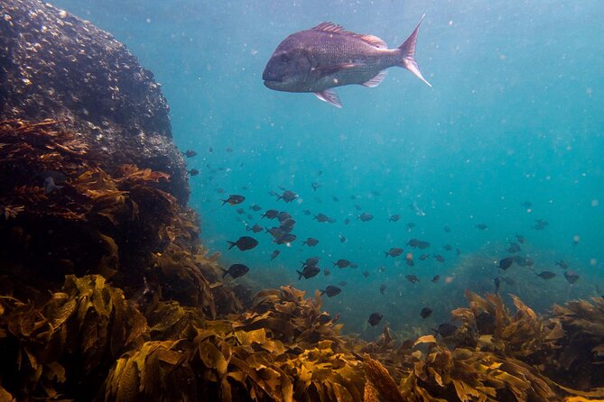 Guided Snorkel Experience, Advanced - Who should book this guided snorkel