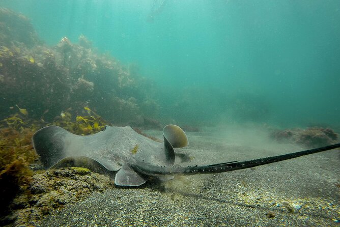 Guided Snorkel Experience, Advanced - Learning the skills on land