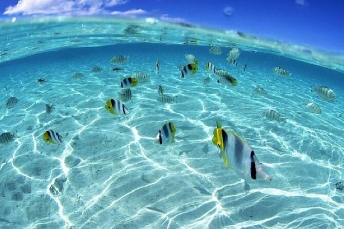 Half day Eco Snorkeling small group Tour in Bora Bora - Rays, blacktip reef sharks, and tropical fish