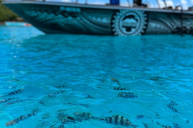 Half day Eco Snorkeling small group Tour in Bora Bora - Who will enjoy this half-day experience