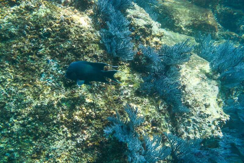 Half Day Guided Snorkel Tour in Los Cabos - Chileno Bay and the finger reef