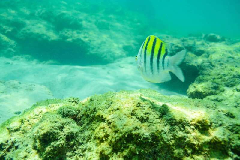 Half Day Guided Snorkel Tour in Los Cabos - What the guide adds to the experience