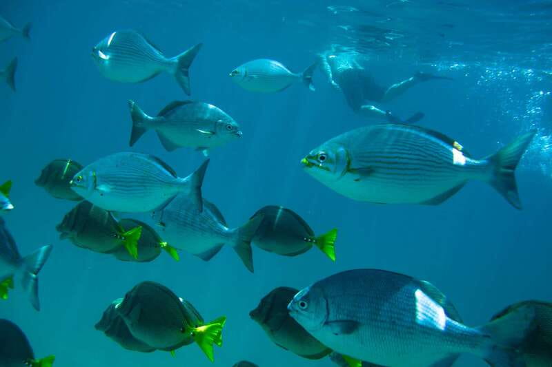 Half Day Guided Snorkel Tour in Los Cabos - Santa Maria Bay and its rocky shelter