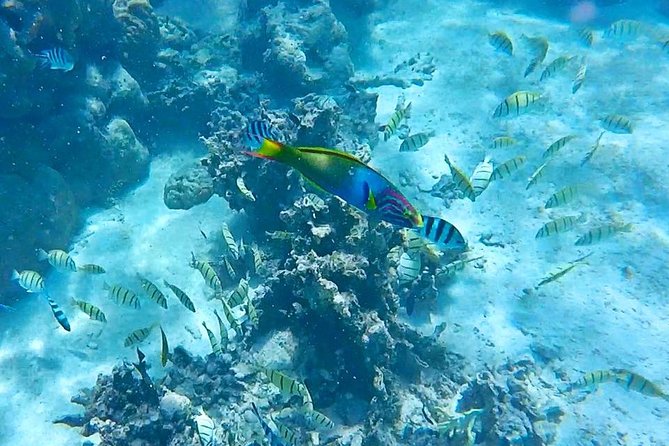 Half-Day Muri Lagoon BBQ Lunch Cruise including Snorkeling - Starting with drums at Muri Beach