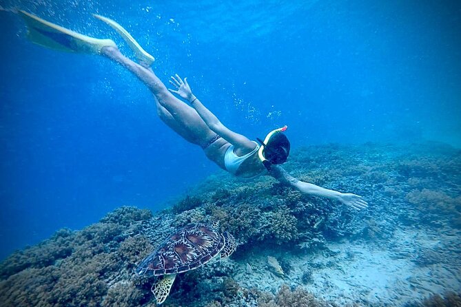 Half-Day Private Guided Snorkeling Turtles Underwater Statues - Turtle Point and Fish Garden near Gili Air