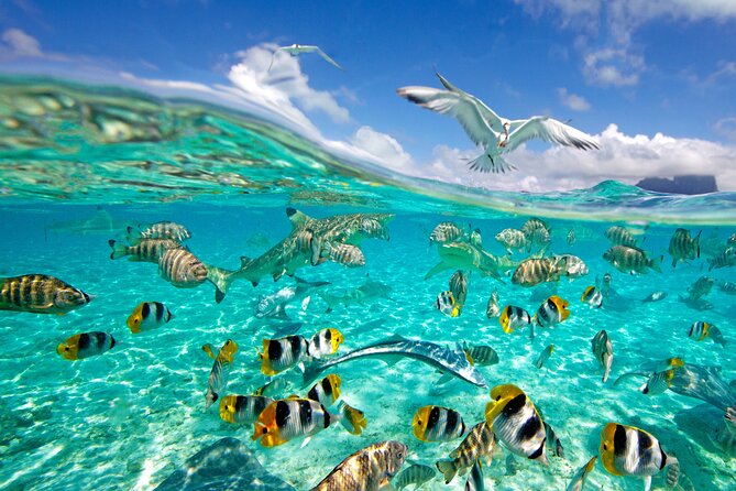 Half Day Private Lagoon Snorkeling Experience - Why the Private Format Matters