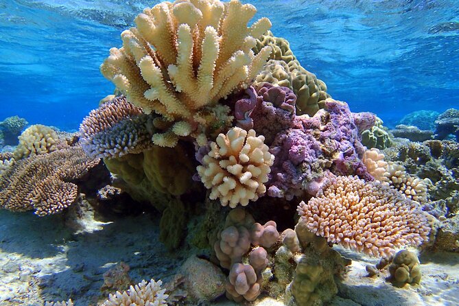 Half Day Private Lagoon Snorkeling Experience - Who Will Get the Most from This Experience