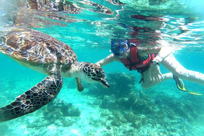 Half-Day Sea Turtle and Cenote Snorkeling Tour from Cancun & Riviera Maya - What the $99 price really covers