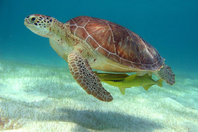 Half-Day Sea Turtle and Cenote Snorkeling Tour from Cancun & Riviera Maya - Akumal Beach and the search for sea turtles