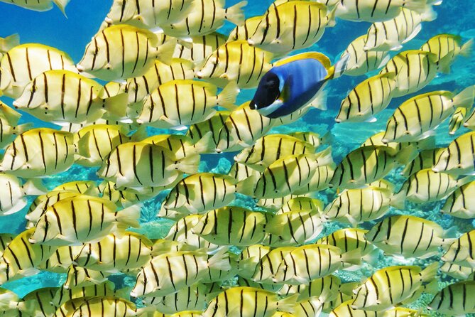 Half-Day Small-Group Cruise in Bora Bora with Snorkelling - Small-group size and comfort in the water