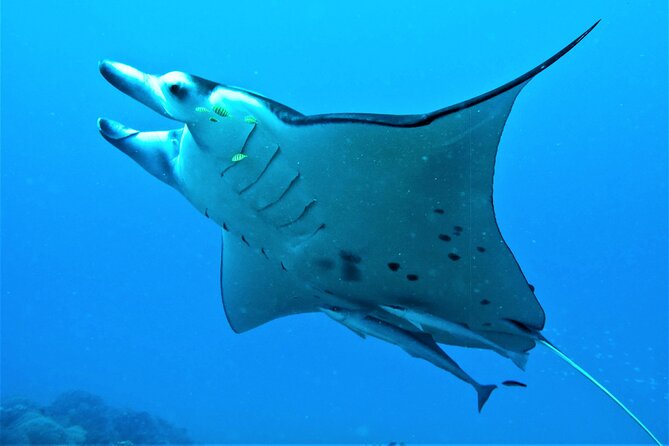 Half-Day Small-Group Cruise in Bora Bora with Snorkelling - Is $142.50 a fair price?
