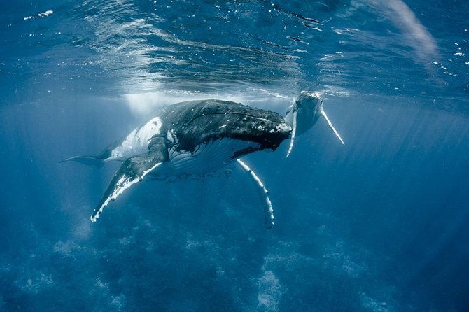 Half-Day Small-Group Cruise in Bora Bora with Snorkelling - Should you book it?