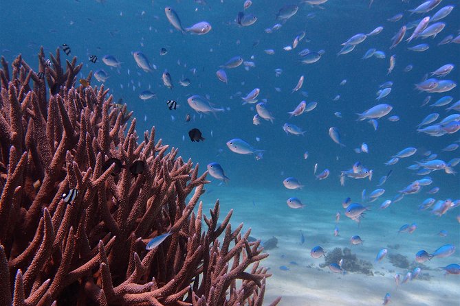 Half Day Snorkel 2.5hr Turtle Tour on the Ningaloo Reef, Exmouth - At a glance
