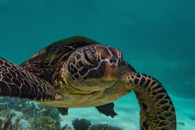 Half Day Snorkel 2.5hr Turtle Tour on the Ningaloo Reef, Exmouth - Why this Ningaloo snorkel feels different