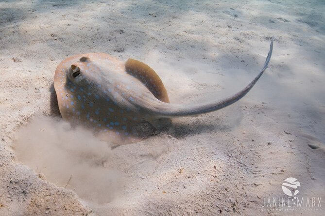 Half Day Snorkel 2.5hr Turtle Tour on the Ningaloo Reef, Exmouth - Wildlife watching without a guarantee