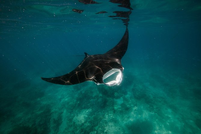 Half Day Snorkel 2.5hr Turtle Tour on the Ningaloo Reef, Exmouth - What is included, and what you should bring