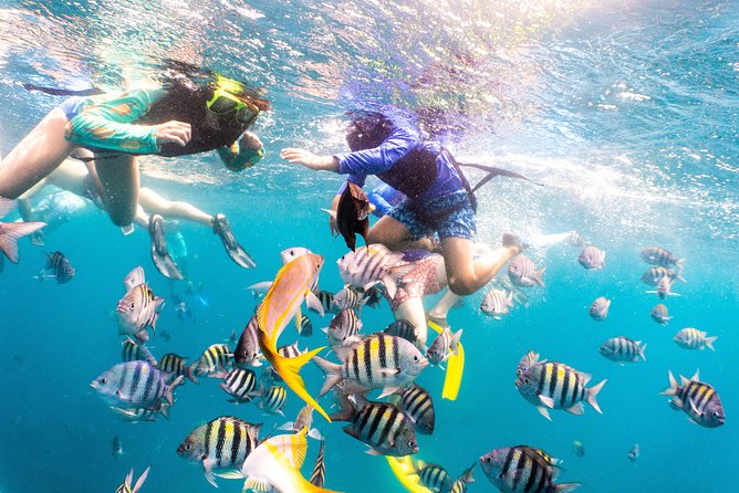 Half-Day Snorkel Sail Tour with Caribbean Lunch - Who gets the best value for $107?