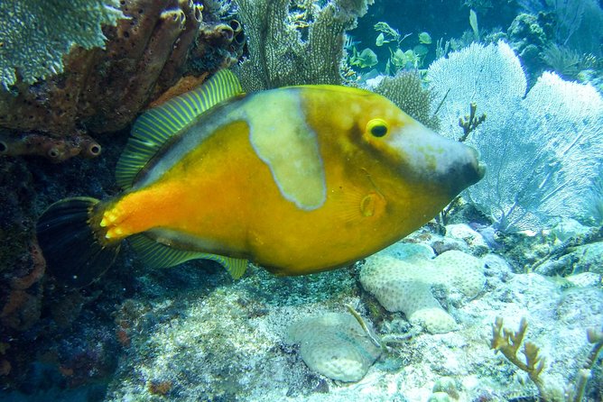 Half Day Snorkel Trip on Reefs in the Florida Keys - What you will see under the surface