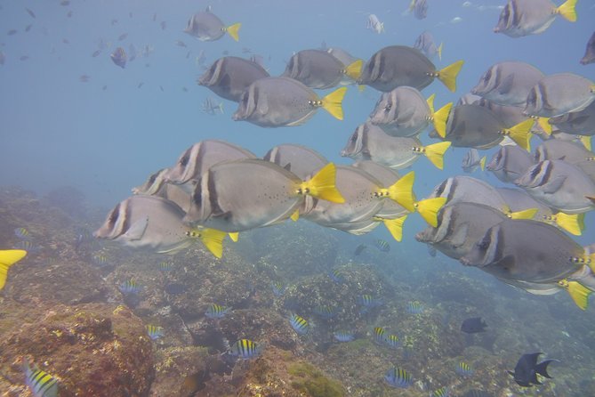 Half-Day Snorkeling Experience in Tamarindo - Quick take: what matters most
