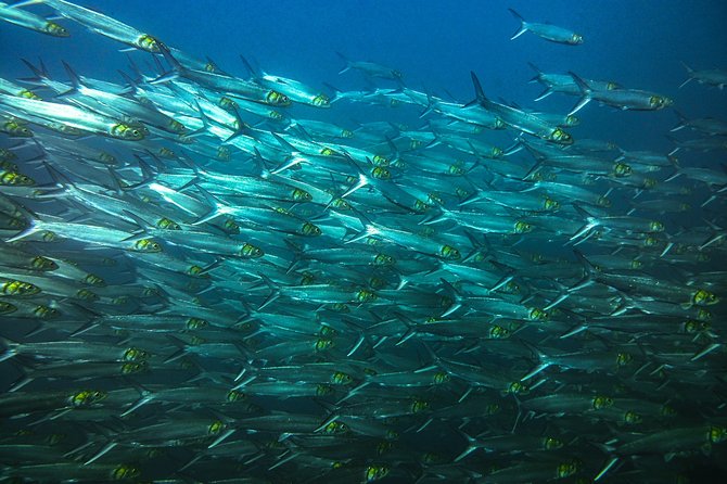 Half-Day Snorkeling Experience in Tamarindo - An early start from Tamarindo
