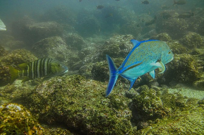Half-Day Snorkeling Experience in Tamarindo - What the mixed boat means for snorkelers