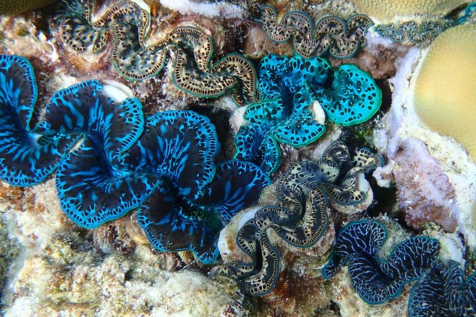 Half day Snorkeling Shared Boat Tour in Bora Bora - What the $130 price includes in value