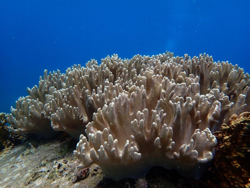 Half-Day Snorkeling trip in Nha Trang with Vietnam Active - A mixed boat, not always a snorkeling-only outing