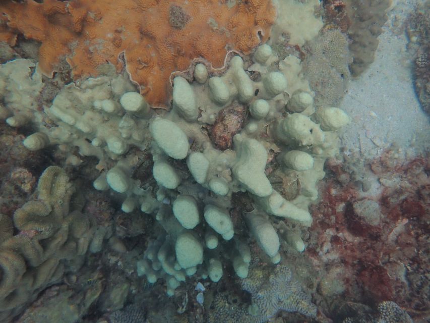 Half-Day Snorkeling trip in Nha Trang with Vietnam Active - Equipment and guidance for first-timers
