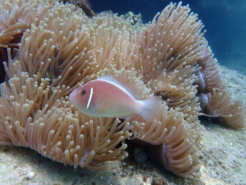 Half-Day Snorkeling trip in Nha Trang with Vietnam Active - Weather and sea conditions matter more than the brochure