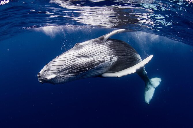 Half Day Tour : Moorea Snorkeling & Sailing on a Catamaran named Taboo - Fruit, drinks, and time between swims