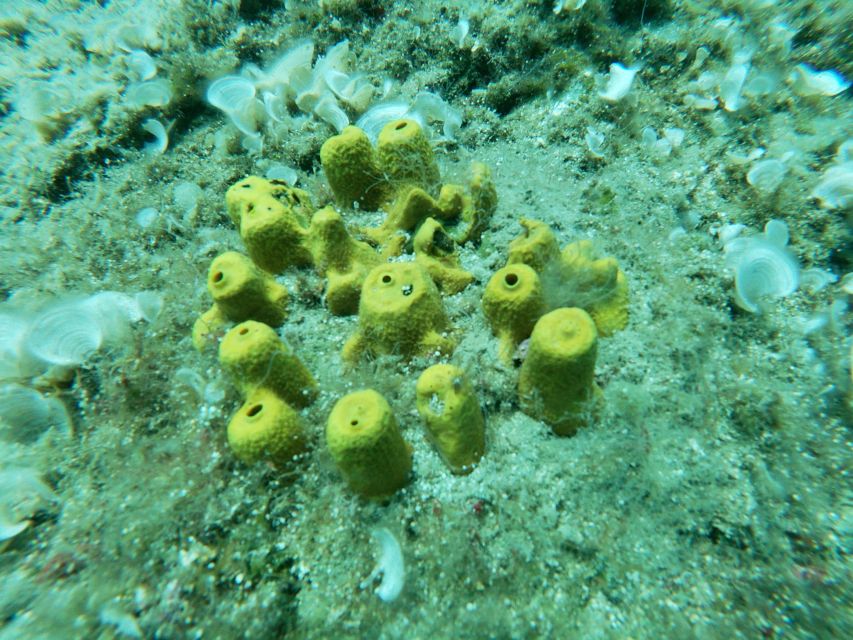 Heraklion: Beginner-Friendly Snorkeling Trip - About 40 to 45 minutes of snorkeling