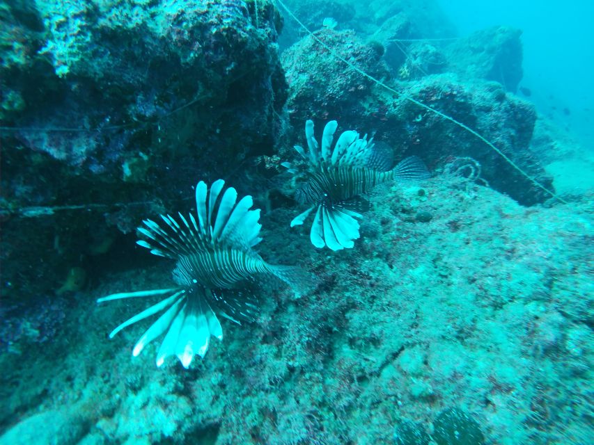 Heraklion: Beginner-Friendly Snorkeling Trip - Transfers, timing, and the real length of your day