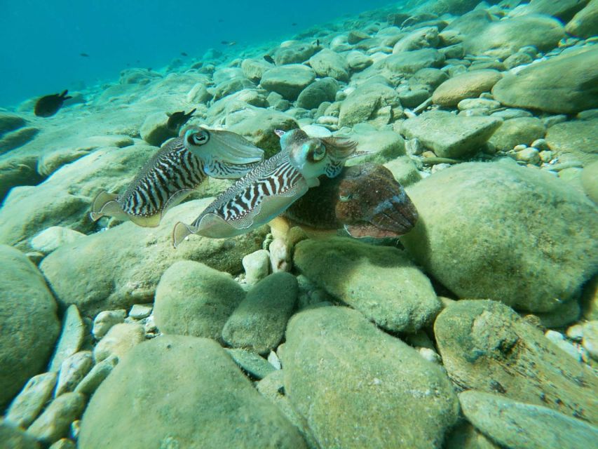 Heraklion: Beginner-Friendly Snorkeling Trip - Learning the basics before entering the water