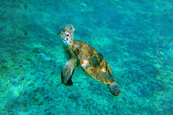 Hidden Cenote Swim: Snorkeling, Sea Turtles and Beachside Lunch - Booking details worth checking