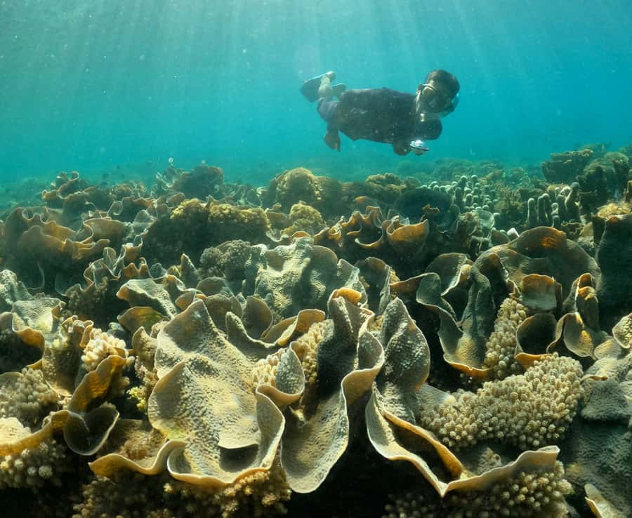 Hidden Gili's Lombok Snorkeling Daily Tour - What the private format adds to the day