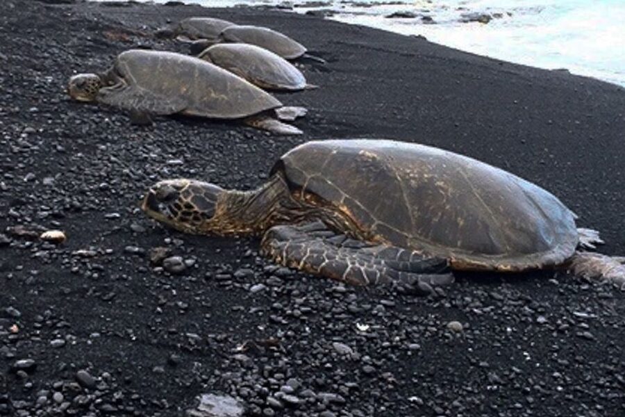 Hilo: Sea Turtle Lagoon and Black Sand Beach Snorkel - Key Points to Know Before You Go