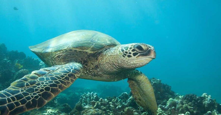 Hilo: Sea Turtle Lagoon and Black Sand Beach Snorkel - Hilo’s Black-Sand Coast Beneath the Surface