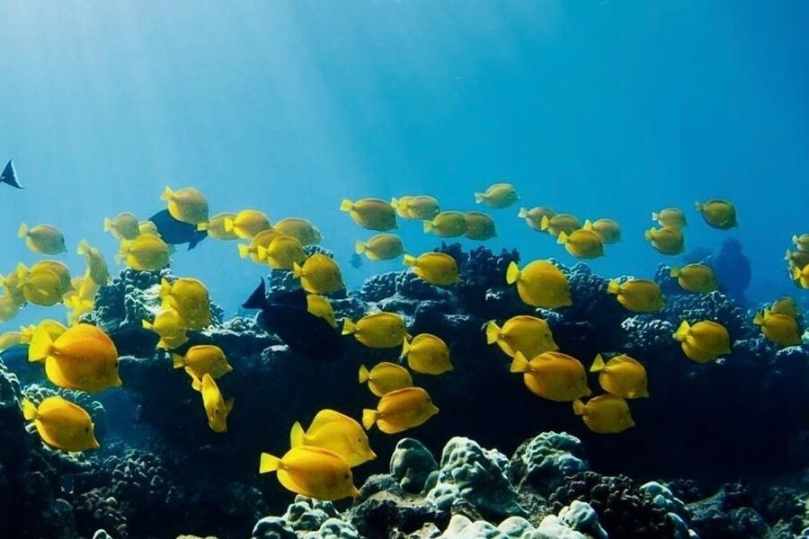Hilo: Sea Turtle Lagoon and Black Sand Beach Snorkel - The Lagoon, Turtles, and Other Marine Life
