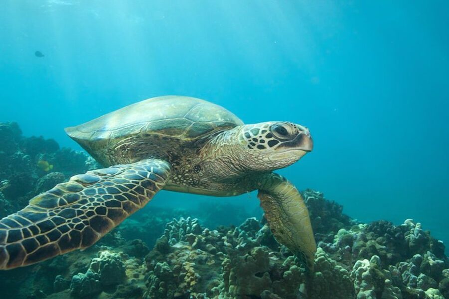Hilo: Sea Turtle Lagoon and Black Sand Beach Snorkel - What the Small Group Means