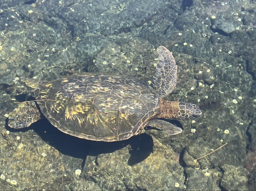 Hilo: Sea Turtle Lagoon and Black Sand Beach Snorkel - Getting Started With the First Snorkel Stop