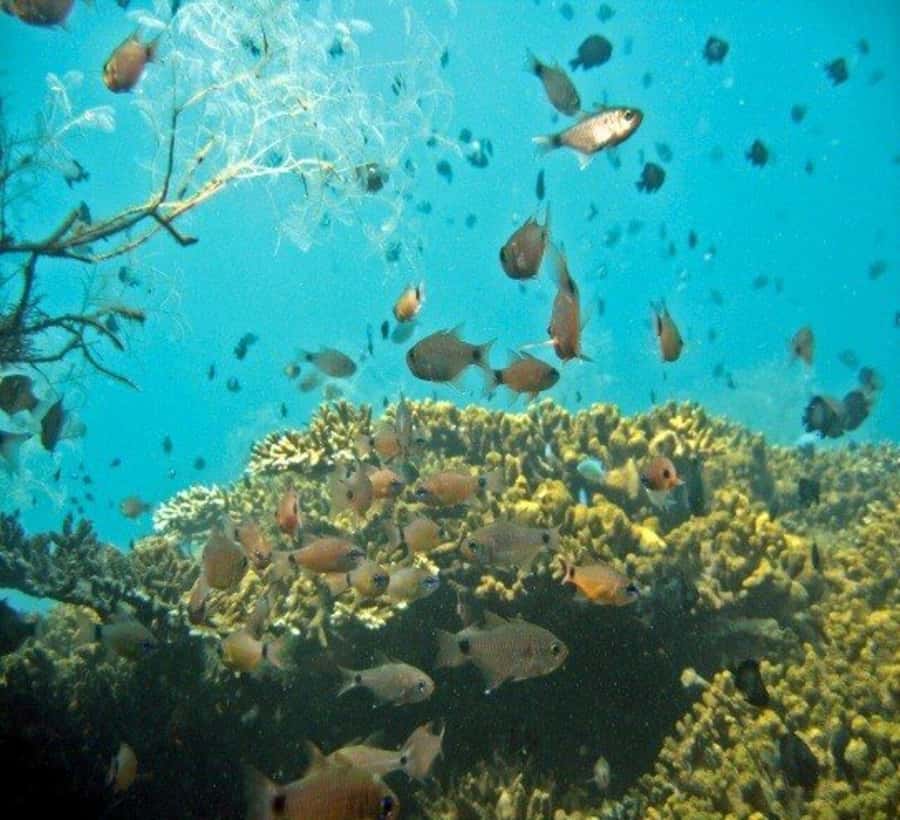 Hoi An: Cham Islands Snorkeling Trip by Speedboat with Lunch - Key points at a glance