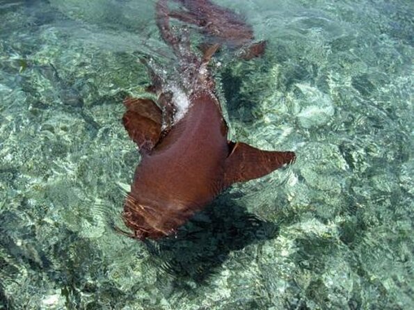 Hol Chan Marine Park and Shark Ray Alley Snorkeling - Key points to know before you book