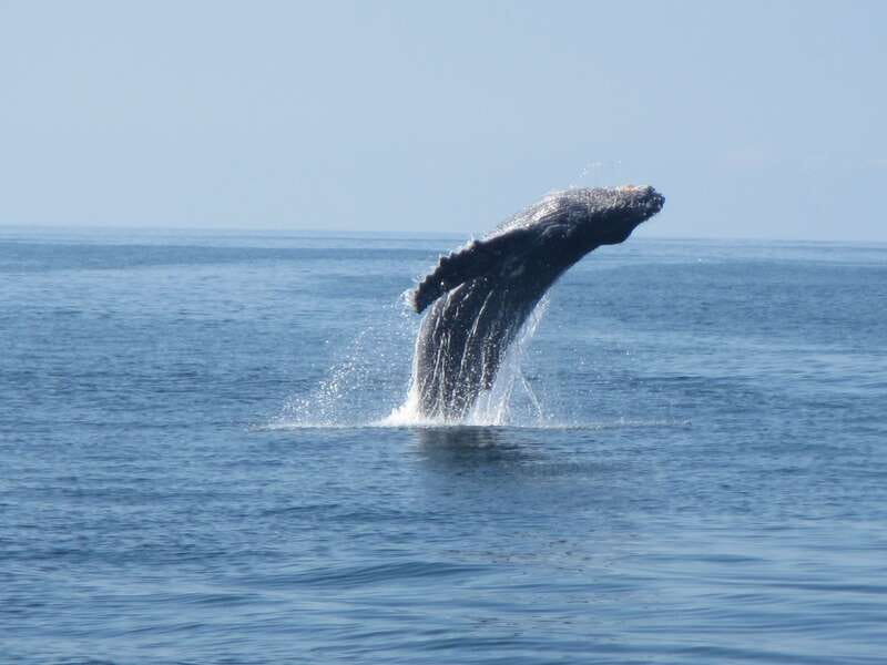 Huatulco: Bays Boat Tour with Snorkeling and Hotel Pickup - Two hours at Maguey Bay