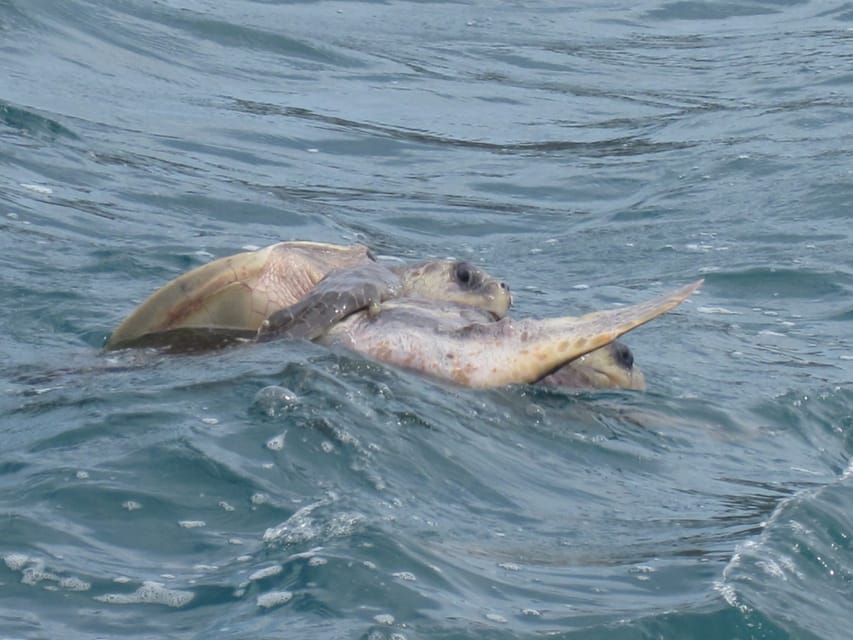 Huatulco: Premium Boat Tour with snorkel experience. - Who should book this boat tour?