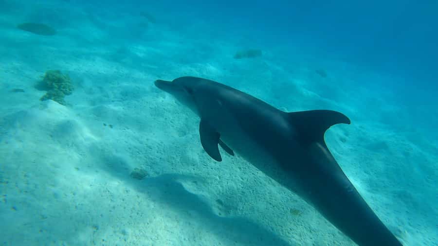 Hurghada: 3 Islands, Dolphins & Snorkel Yacht Trip w/ Lunch - A full day on the Red Sea for $47