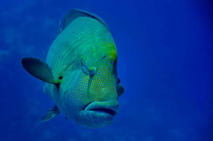 Hurghada: 3 Islands, Dolphins & Snorkel Yacht Trip w/ Lunch - Seafood lunch, breakfast, and drinks on board