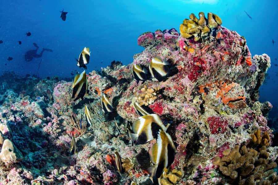 Hurghada: 3 Islands, Dolphins & Snorkel Yacht Trip w/ Lunch - The crew, safety, and group atmosphere
