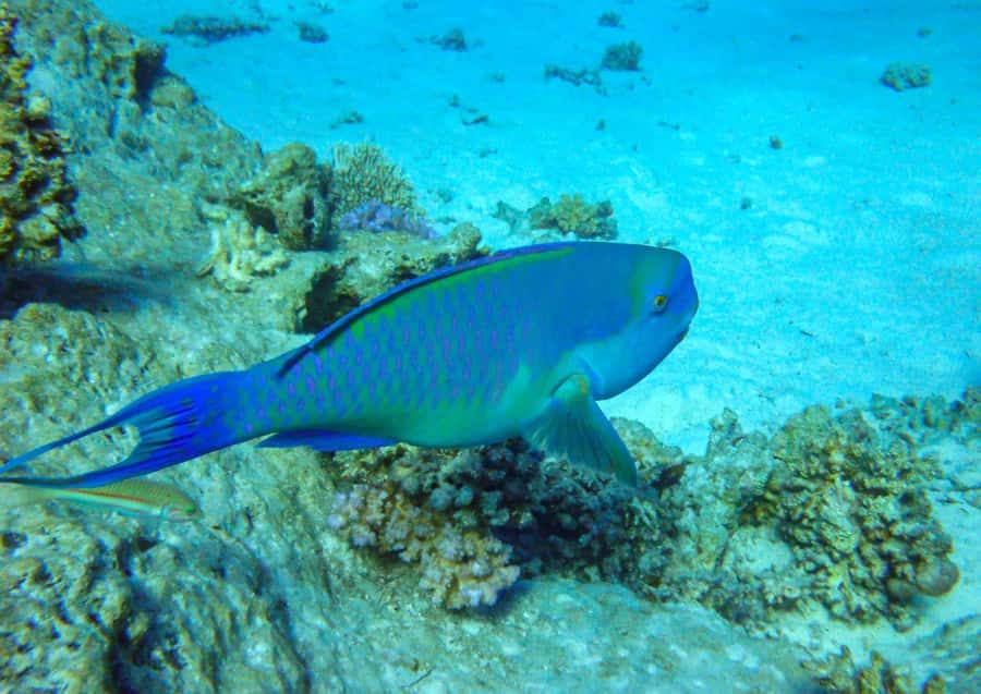 Hurghada: 3 Islands, Dolphins & Snorkel Yacht Trip w/ Lunch - What to pack for this particular boat day