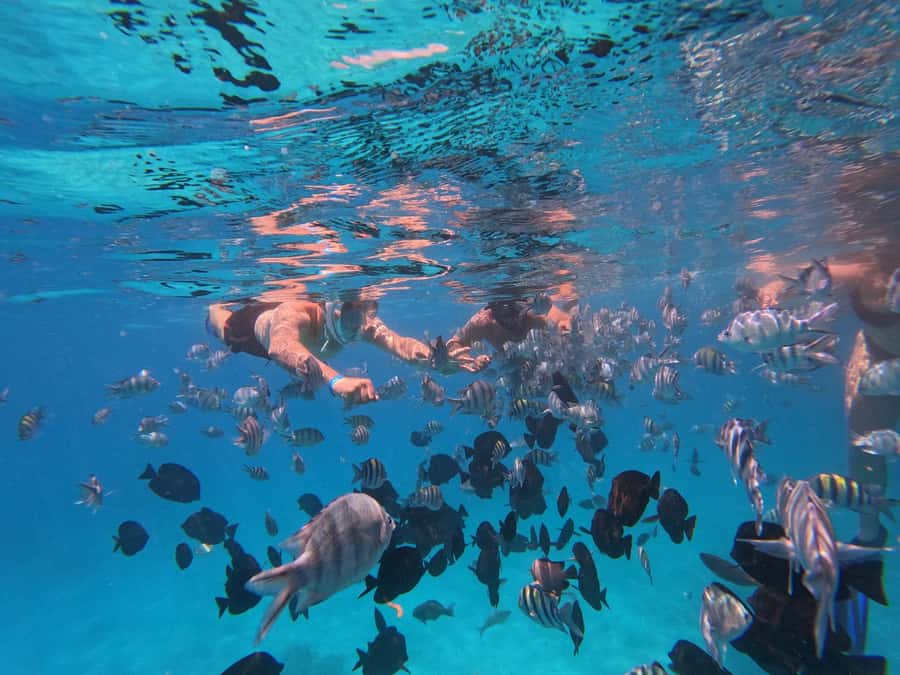 Hurghada: 4 Island Hopping Tour Dolphin, Snorkeling & Lunch - Red Sea snorkeling, from coral to shipwreck
